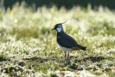 BUITEN BEELD Foto: 418742