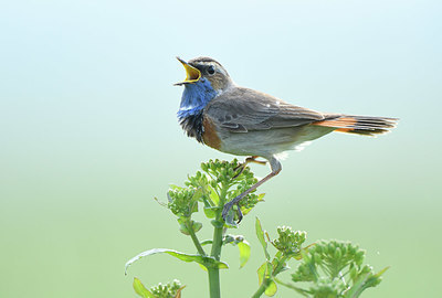 BUITEN BEELD Foto: 418743