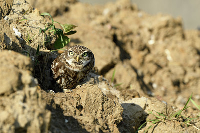 BUITEN BEELD Foto: 418744