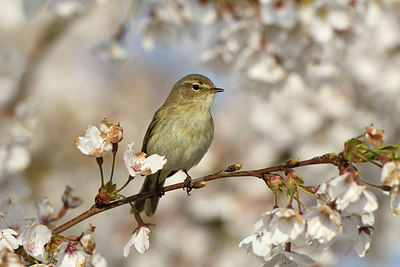 BUITEN BEELD Foto: 418746