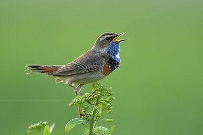 BUITEN BEELD Foto: 418749