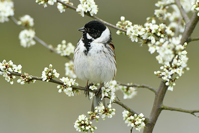 BUITEN BEELD Foto: 418755