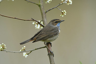 BUITEN BEELD Foto: 418756