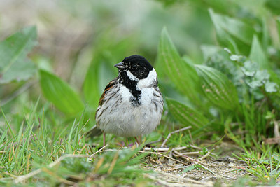 BUITEN BEELD Foto: 418757