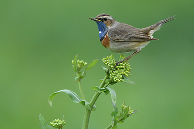 BUITEN BEELD Foto: 418773