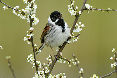 BUITEN BEELD Foto: 418774