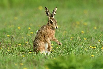 BUITEN BEELD Foto: 418776