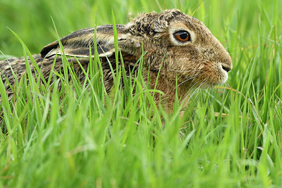 BUITEN BEELD Foto: 418787