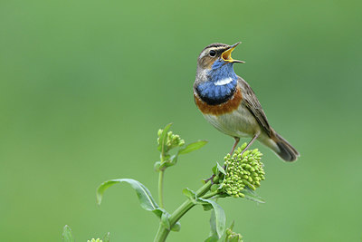 BUITEN BEELD Foto: 418789