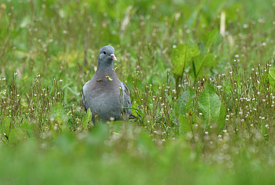 BUITEN BEELD Foto: 418798