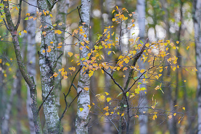BUITEN BEELD Foto: 418819