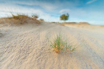 BUITEN BEELD Foto: 418839