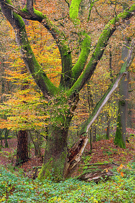 BUITEN BEELD Foto: 418957