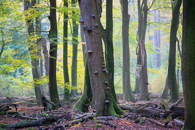 BUITEN BEELD Foto: 418990