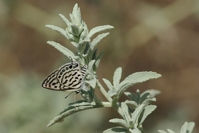 BUITEN BEELD Foto: 41005