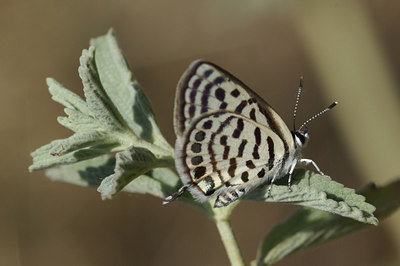 BUITEN BEELD Foto: 41006