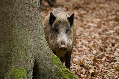BUITEN BEELD Foto: 41020