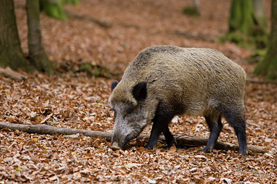 BUITEN BEELD Foto: 41024