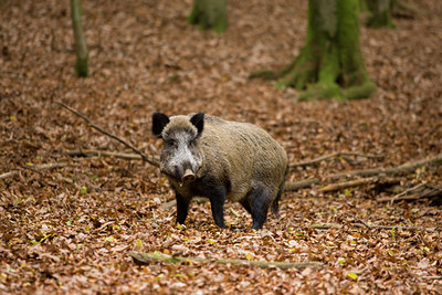 BUITEN BEELD Foto: 41026