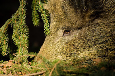 BUITEN BEELD Foto: 41049