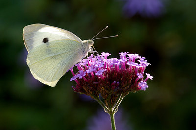 BUITEN BEELD Foto: 41053