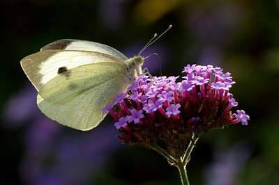 BUITEN BEELD Foto: 41054