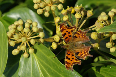 BUITEN BEELD Foto: 41057