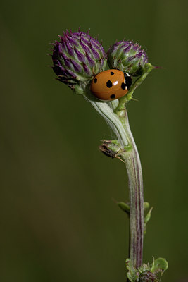 BUITEN BEELD Foto: 41078