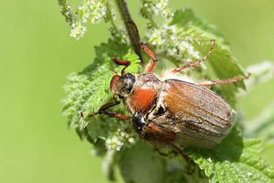 BUITEN BEELD Foto: 41079