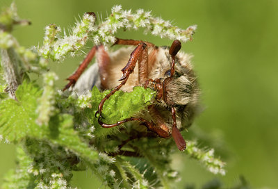 BUITEN BEELD Foto: 41082