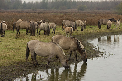 BUITEN BEELD Foto: 41095