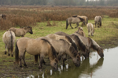BUITEN BEELD Foto: 41096