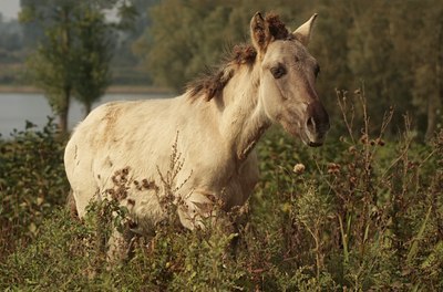 BUITEN BEELD Foto: 41107