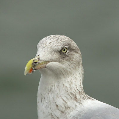 BUITEN BEELD Foto: 41162