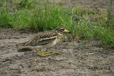 BUITEN BEELD Foto: 41185