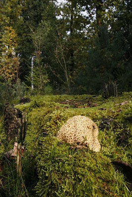 BUITEN BEELD Foto: 41188