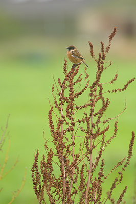 BUITEN BEELD Foto: 41230