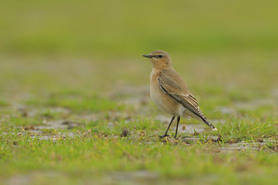 BUITEN BEELD Foto: 41231