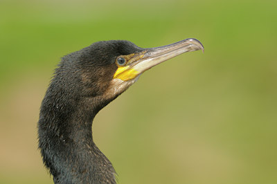 BUITEN BEELD Foto: 41232