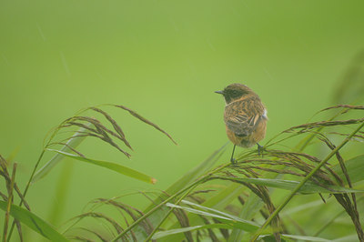 BUITEN BEELD Foto: 41242