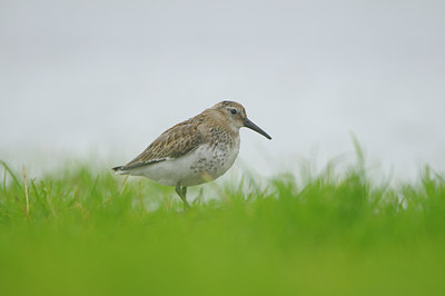 BUITEN BEELD Foto: 41243