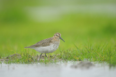 BUITEN BEELD Foto: 41244