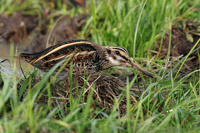 BUITEN BEELD Foto: 41256