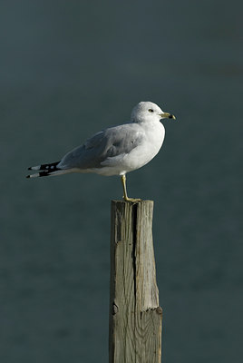 BUITEN BEELD Foto: 41260