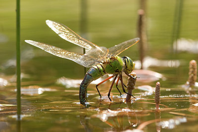 BUITEN BEELD Foto: 41265
