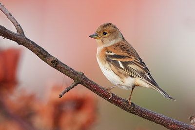 BUITEN BEELD Foto: 41295