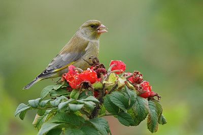 BUITEN BEELD Foto: 41296