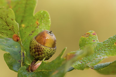 BUITEN BEELD Foto: 41298