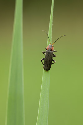 BUITEN BEELD Foto: 41300