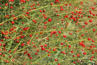 BUITEN BEELD Foto: 41305